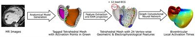 Extrapolation of Ventricular Activation Times From Sparse Electroanatomical Data Using Graph Convolutional Neural Networks